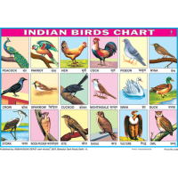 Indian Birds Chart Paper (24 x 36 CMS)