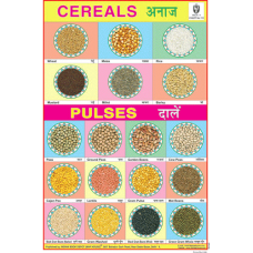 Cereals & Pulses Chart Paper (24 x 36 CMS)