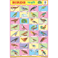 Birds Chart Paper (24 x 36 CMS)