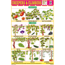 Creepers & Climbers Chart Paper (24 x 36 CMS)