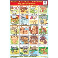 Animals & their Young Ones Chart Paper (24 x 36 CMS)