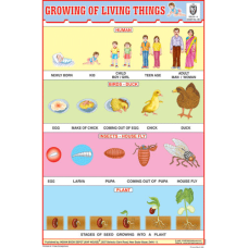Growing & Living Things Chart Paper (24 x 36 CMS)
