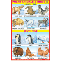 Polar Animals Chart Paper (24 x 36 CMS)