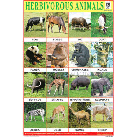 Herbivorous Animals Chart Paper (24 x 36 CMS)