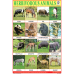 Herbivorous Animals Chart Paper (24 x 36 CMS)