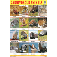 Carnivorous Animals Chart Paper (24 x 36 CMS)