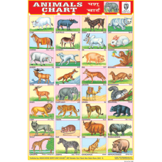 Animals Chart Paper (24 x 36 CMS)