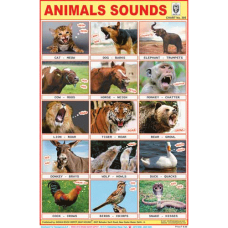 Animals Sounds Chart Paper (24 x 36 CMS)