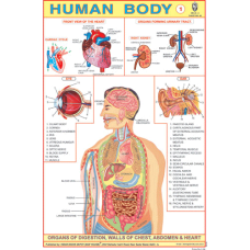 Human Body (Part-1) Chart Paper (24 x 36 CMS)