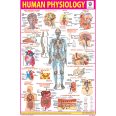 Human Physiology Chart Paper (24 x 36 CMS)