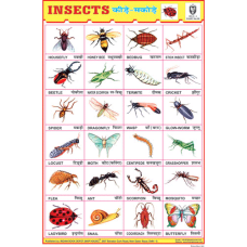Insects Chart Paper (24 x 36 CMS)