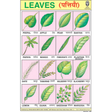 Leaves Chart Paper (24 x 36 CMS)