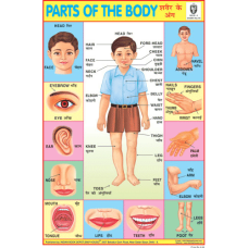 Parts of The Body Chart Paper (24 x 36 CMS)