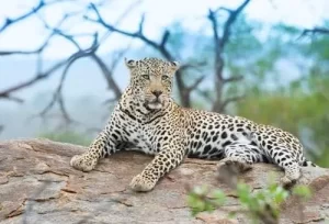 4 Days Udaipur and Jawai holiday tour package itinerary featuring Lake Pichola boat rides, the Udaipur City Palace, and Jawai leopard tracking safaris by Aamantran Tours.