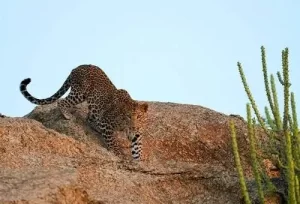 6 Days Udaipur Jawai Jodhpur Tour package featuring a Udaipur Lake Pichola boat ride, a Jawai leopard wildlife safari, and the Jodhpur Mehrangarh Fort.