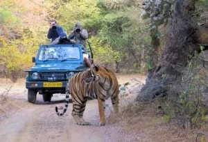 Comprehensive 13-day Rajasthan wildlife safari tour package itinerary featuring Ranthambore tiger tracking, Jawai leopard safaris, Bharatpur bird watching, and Jaipur heritage forts by Aamantran Tours.
