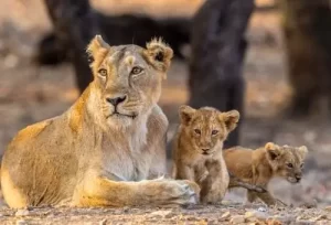 A majestic Asiatic lion resting with its cubs in the wild, the ultimate wildlife highlight of our 2-day Gir National Park weekend trip.