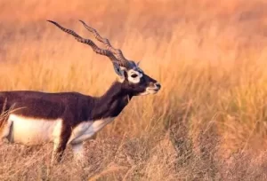 A graceful male blackbuck standing amidst the pale gold grasslands of Velavadar National Park, a thrilling wildlife highlight of our 2-day Gujarat tour.