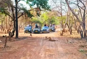 Tourists spotting a majestic Asiatic lion in its natural habitat during a jeep safari, the ultimate wildlife highlight of our 3-day Sasan Gir tour package.