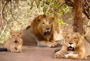 Majestic Asiatic Lions resting in the dry deciduous forest of Gir National Park, the ultimate wildlife highlight of our 4-day Gujarat safari tour.