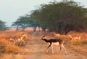 Majestic blackbucks standing in the pale gold grasslands of Velavadar National Park, the premier wildlife highlight of our 4-day Gujarat tour.