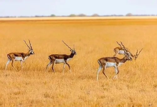 A herd of majestic Blackbucks at Velavadar National Park, a thrilling wildlife highlight featured in our customized Gujarat tours from Bhavnagar.