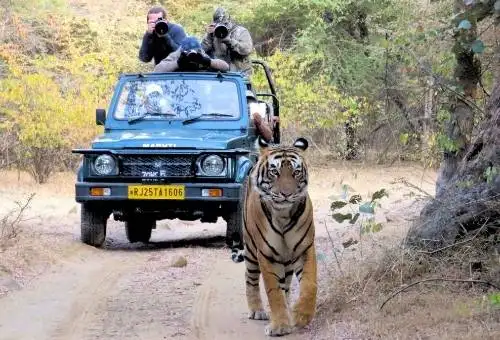 A magnificent Bengal tiger sighted in its natural habitat during a private wildlife safari in Ranthambhore National Park, a premier Jaipur day trip destination.