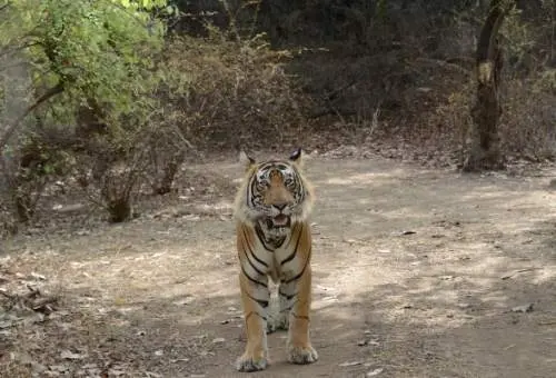 A majestic Royal Bengal Tiger at Ranthambore National Park, the thrilling starting point for our customized Rajasthan wildlife and heritage package tours from Sawai Madhopur.