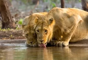 19 Days West India holiday tour package itinerary featuring Jaisalmer overnight desert camps, Udaipur lake palaces, Somnath coastal temple, and Gir Asiatic lions safari by Aamantran Tours.