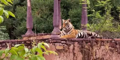 A magnificent Royal Bengal Tiger walking gracefully through the dry deciduous forest and golden grass of Ranthambore National Park in Sawai Madhopur, Rajasthan.